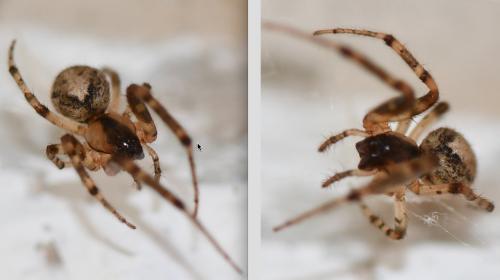 Zygiella x-notata